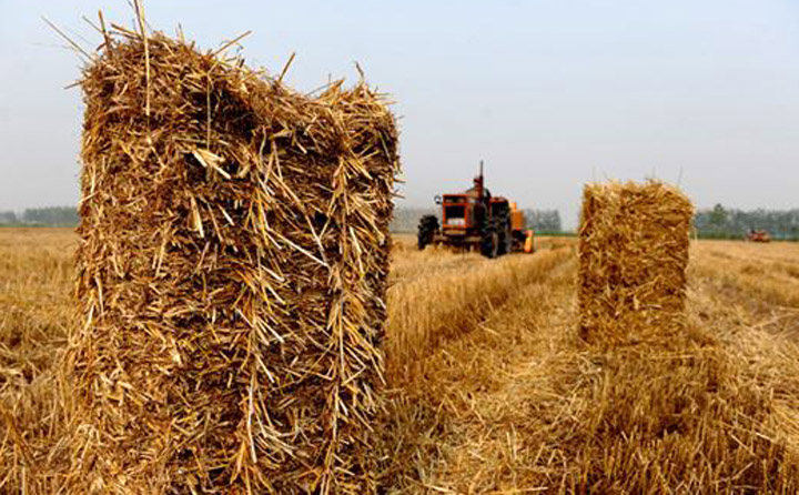 生物質資源豐富 生物質資源豐富
